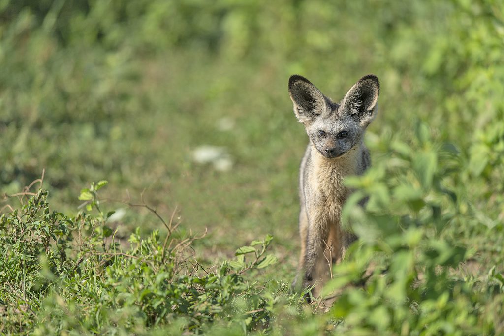 Masai Mara vs Serengeti Safari comparison