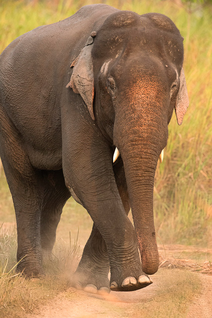 an elephant at kaziranga national park india